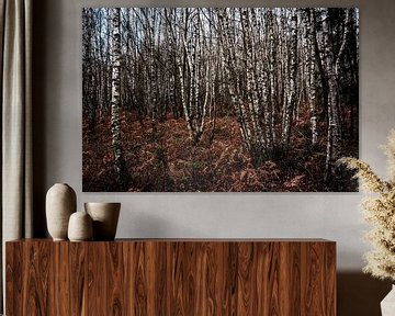 Birch Forest by Joris Machholz