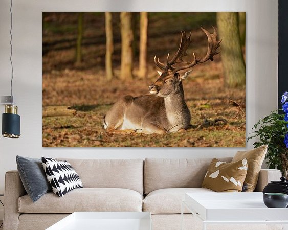 Aperçu de la chambre