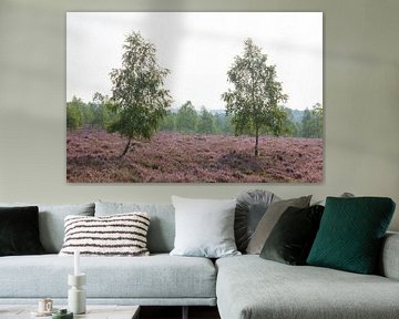 Heidelandschap met ochtendmist, Heiedebloesem, Niederhaverbeck, Lüneburger Heide-natuurpark, Nedersa