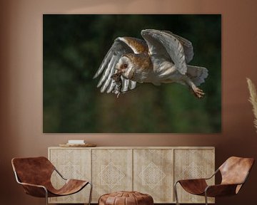 Flying barn owl with a trapped mouse. by Albert Beukhof