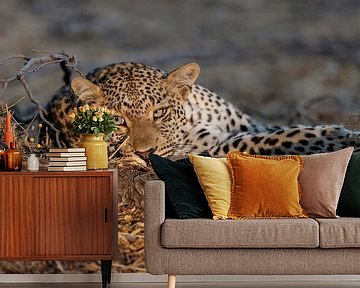 Leopard Porträt von Henk Bogaard