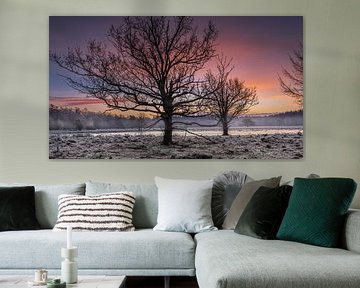 Arbres noirs au lever du soleil