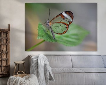 Glasswing butterfly - Glasswing butterfly by Albert Beukhof