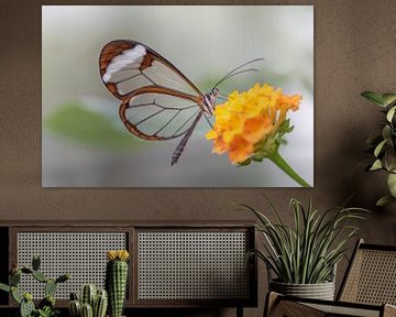 Glasswing butterfly - Papillon de la Glasswing sur Albert Beukhof