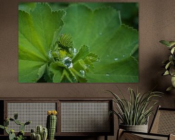 Feuille du Alchemilla mollis après une tempête de pluie sur Erna Böhre