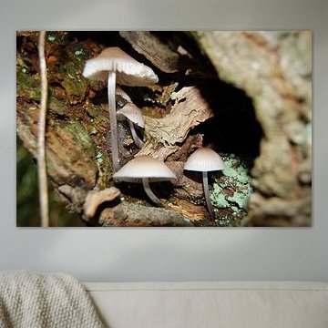 Paddenstoelen in een boom