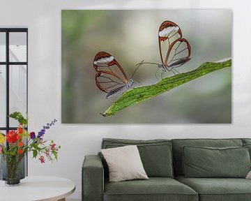 Glasswing butterfly - Papillon de la Glasswing sur Albert Beukhof