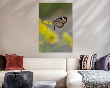 Glasvleugel vlinder - Glasswing butterfly van Albert Beukhof
