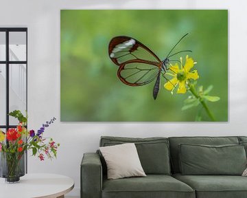 Glasswing butterfly - Glasswing butterfly by Albert Beukhof