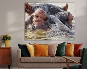 The close-up shows the imposing head of an African hippopotamus by HGU Foto