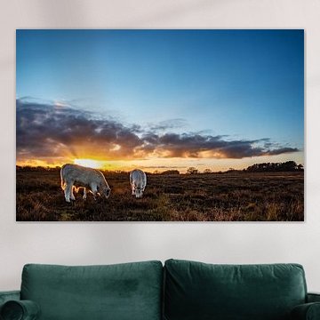 Cows on the heath in Huizen by Larisa Landré