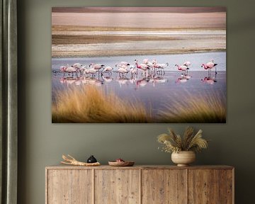Boliviaanse andes flamingo's van Jelmer Laernoes