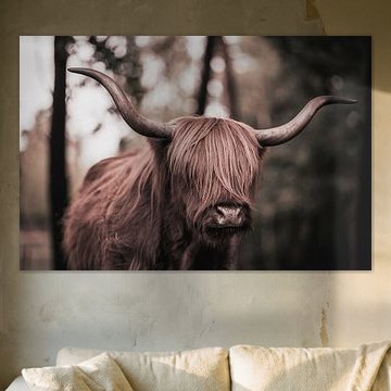 Highlander écossais