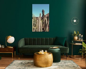 Cactus tuin met maan
