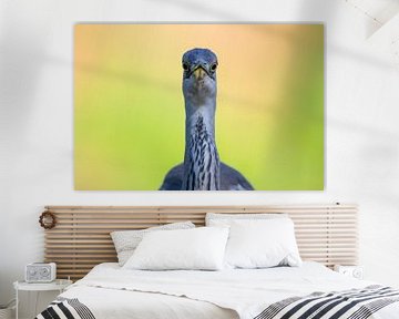 Blue heron portrait by Henk Bogaard