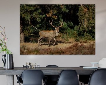 red deer by Henk Bogaard