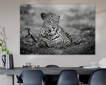 leopard schwarz weiß von Henk Bogaard