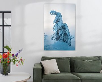 Bevroren boom in Lapland van Prints by Abigail Van Kooten