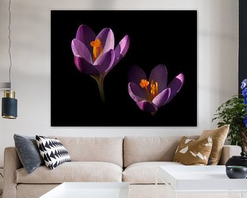 Crocuses in the light by Corinne Welp