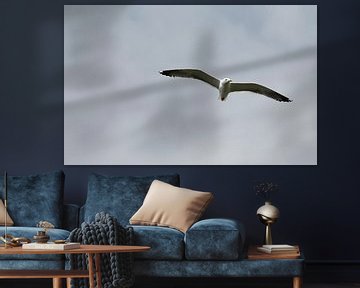 Gull by Marcel Kerdijk