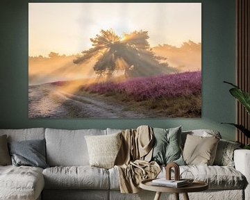Zonnestralen en mist op de bloeiende Heide van John van de Gazelle fotografie