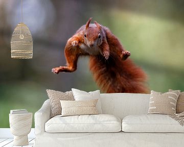 Vliegende eekhoorn van Henk Bogaard