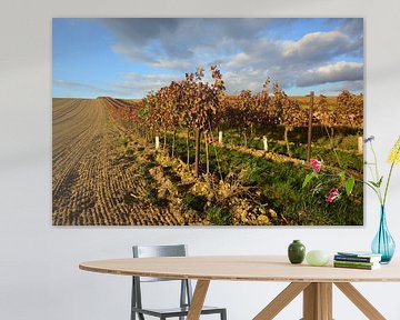 Vineyard landscape in the light of late afternoon in autumn by Catalina Morales Gonzalez