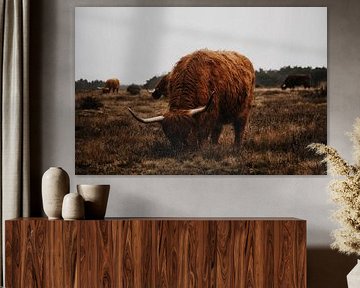 Schottischer Highlander in der Westerheide