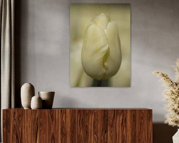 Witte tulp van Marianne Henstra