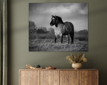 Konik horse in black and white