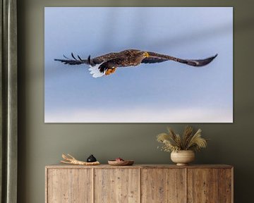 White tailed sea eagle van Paul de Roos