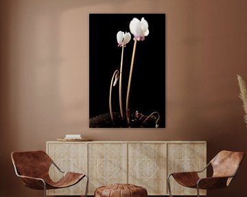 Cyclamen hederifolium