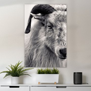 Portrait sheep - black and white