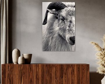 Portrait de mouton en noir et blanc sur Christien Hoekstra