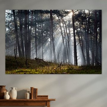 Der Himmel bricht auf und erhellt den Wald