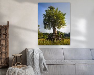 Baum, der aus einer Stupa in Hsipaw, Myanmar, herauswächst von Teun Janssen