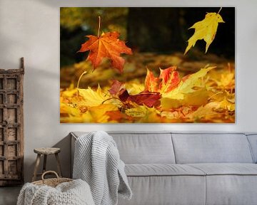 Herfstkleuren en herfstbladeren van Photography Limburg