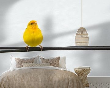 Common saffron bunting (Sicalis flaveola) on power line