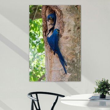 Ein brütendes Hyazintharas-Paar an seinem Nest