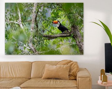 Toucan (Ramphastos toco) in tropisch regenwoud van Thijs van den Burg