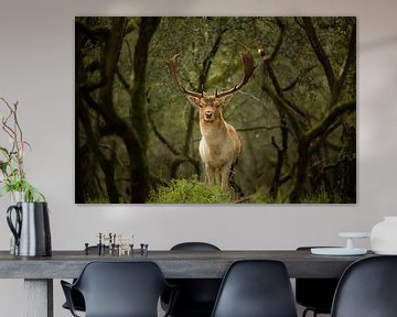 Deer in the woods by Vincent Keizer