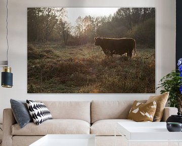 Galloway koe in de Oude Landen, Antwerpen van Miss Dee Photography