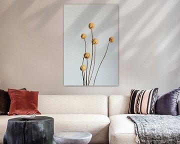 Craspedia Blume. Kunstfotografie. Wanddekoration. Launischer Stil. von Quinten van Ooijen