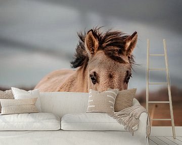 Wild konik horse. Fine art photography. Moody style and earth tones. Natural by Quinten van Ooijen
