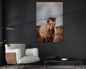 Wild konik paard. Fine art fotografie. Moody stijl en aardetinten. Natuurlijk