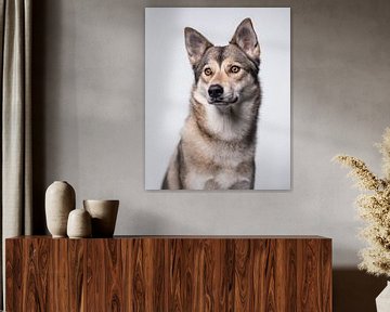 Minimalist light portrait of a Wolfhound by Lotte van Alderen