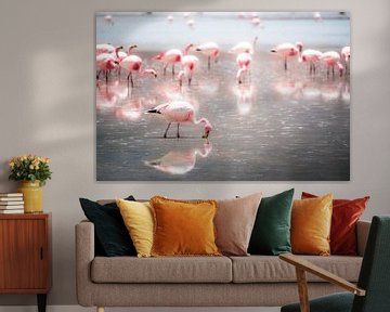 Grazing flamingos