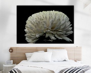 Weiße, helle, satinierte Chrysantheme auf schwarzem Hintergrund von Jolanda de Jong-Jansen