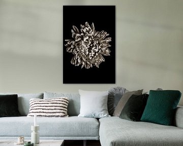 Chrysantheme Blüte Schwarzweiß von Steffen Sebastian Schäfer