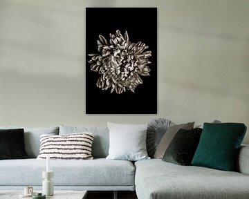 Chrysantenbloesem zwart en wit